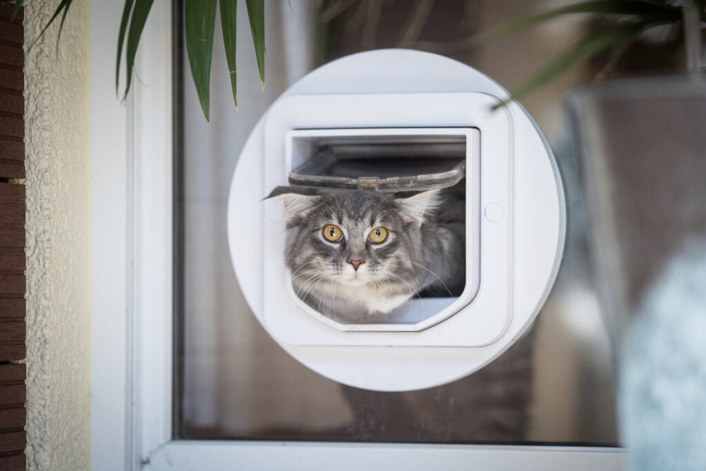 Funny cat with cat flap