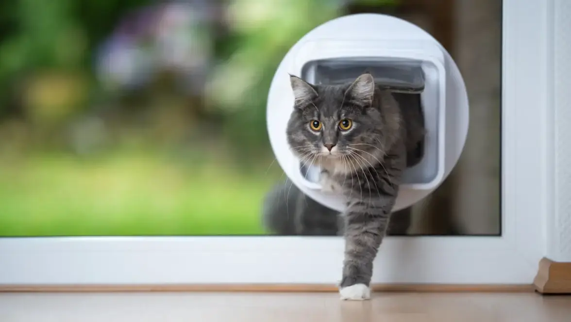 Black cat with cat flap
